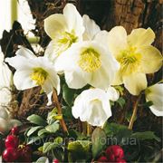 Helleborus niger, Морозник черный - Christmas Carol™, Сингента - 1000, 500, 250, 100 семян фото