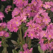 Primula rosea, примула розовая - Rosy™, Сингента - 1000, 500, 250, 100 семян фото