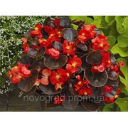 Begonia semperflorens, бегония вечноцветущая - Eureka F1, Сингента - 1000, 500, 250, 100 семян фото