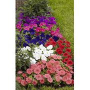 Petunia multiflora, петуния многоцветковая - Damask® F1, Сингента (Goldsmith Seeds) - 1000, 500, 250, 100 с фото