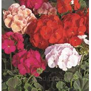 Pelargonium hortorum, пеларгония садовая - BullsEye™, Сингента - 1000, 500, 250, 100 семян фото