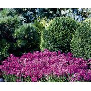 Arabis blepharophylla, арабис реснитчатый - Rose Delight™ F1, Сингента - 1000, 500, 250, 100 семян фото