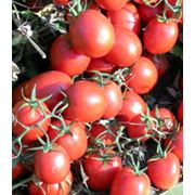Семена томат Уно Россо F1 Производитель:UnGenetics США (семян в упаковке 5000 шт, драже ) фотография