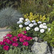 Pelargonium hortorum, пеларгония садовая - Ringo® 2000 F1, Сингента - 1000, 500, 250, 100 семян фото