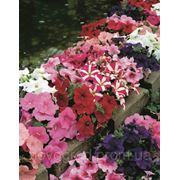 Petunia multiflora, петуния многоцветковая - Hurrah® F1, Сингента (Goldsmith Seeds) - 1000, 500, 250, 100 с фотография