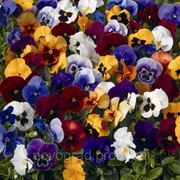 Viola x wittrockiana, Виола витрокка - Mariposa™ F1, Сингента (Goldsmith Seeds) - 1000, 500, 250, 100 семян фото
