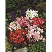 Begonia semperflorens, бегония вечноцветущая Varsity® (Варсити) F1, Сингента - 1000, 500, 250, 100 семян фото