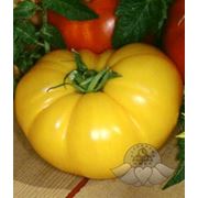 Томат Гигант Лимонный фото