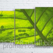 Модульна картина на полотні Зелений лист код КМ100160-247-ANT фото