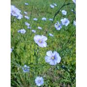 Голубой лен — многолетний цветок в семенах фото