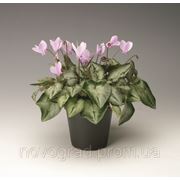 Cyclamen hederefolium, цикламен плющелистный - SilverMe™, Сингента - 1000, 500, 250, 100 семян фото