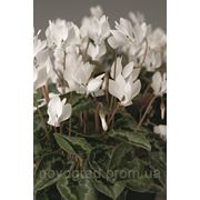 Cyclamen hederefolium, цикламен плющелистный - AmazeMe™, Сингента - 1000, 500, 250, 100 семян фото