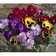 Viola x wittrockiana, Виола витрокка - Karma™ F1, Сингента (Goldsmith Seeds) - 1000, 500, 250, 100 семян фото