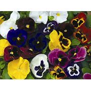 Viola x wittrockiana, виола витрокка - Mammoth™ F1, Сингента (Goldsmith Seeds) - 1000, 500, 250, 100 семян фото
