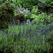 Lavendula angustifolia, Лаванда узколистная - Blue Scent ™, Сингента - 1000, 500, 250, 100 семян фото