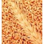 Купить семена зерновых фотография