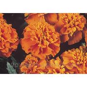Семена Бархатцы французские Жани темно-оранжевые ( семян в пакете 1000 шт.) фото