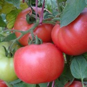 Семена томатов Димероза F1 | Dimerosa