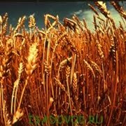 Семена озимой пшеницы сорт Подолянка фотография