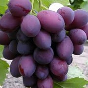 Саженец винограда Анюта