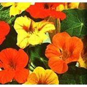 Семена Цветов Настурция амп.Драгоценность.Производитель: Hem Zaden Нидерланды( семян в пакете 10 г.) фото