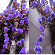 Семена сиреневой плетущейся розы PURPLE CLIMBING ROSES