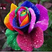 Роза “Радуга“. Семена роз с разноцветными лепестками сорт Rainbow Roses фото