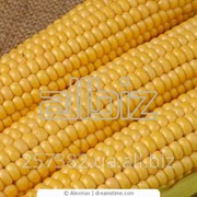 Кукуруза согласно ДСТУ 4525:2006