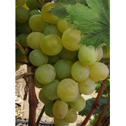 Черенки винограда Кураж, оптом фото