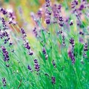 Лаванда, lavandula angustifolia фото