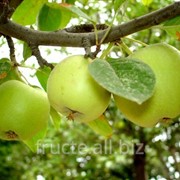 Яблоки Айдаред фото