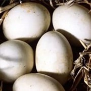 Утиные яйца инкубационные