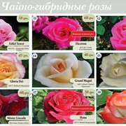 Саженцы устойчивых чайно-гибридных роз фото