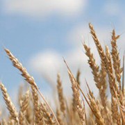 Пшеница озимая Золотоколоса фотография