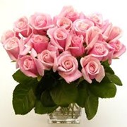 Розы розовые Бровары фото