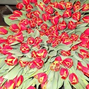 Тюльпаны Verandi фотография