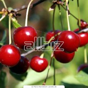 Саженцы деревьев,саженцы яблони,саженцы груши,абрикос,ягодных кустарников,опт,розница фото