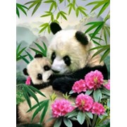 Набор для вышивания крестиком картина 40-50 см панда фото