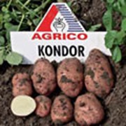 Картофель АГРИКО Кондор (Kondor) - среднеспелый фото