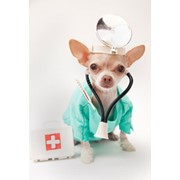 Ветеринарные препараты для собак фотография