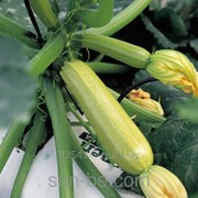 Семена кабачка Syngenta Серена F1 500 семян фотография