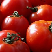 Помидоры, томаты свежие, Выращивание и продажа плодоовощных культур: морковь, помидоры, кабачки и проч. Также, саженцы яблонь. фото