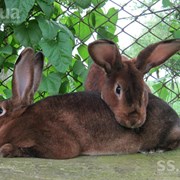 полнорационный комбикорм для кроликов и нутрий фото