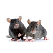 Уничтожение грызунов: крыс мышей фото