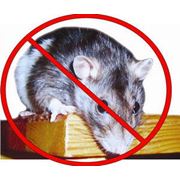 Дератизация. Борьба с крысами мышами грызунами