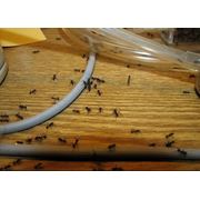 Дезинсекция. Очистка от инфекций насекомых и грызунов