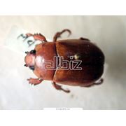 Очистка от инфекций насекомых и грызунов фото