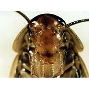 Очистка от инфекций насекомых и грызунов фото