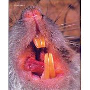 Уничтожение крыс Киев мышей др. Недорого уничтожить грызунов Киев. фото