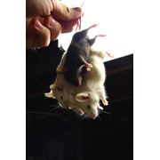Уничтожение крыс мышей